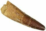 Fossil Spinosaurus Tooth - Real Dinosaur Tooth #301284-1